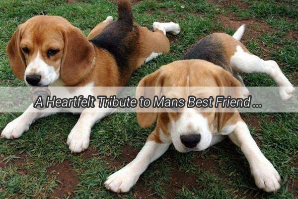 A Heartfelt Tribute to Mans Best Friend The Art of Speaking Respectfully to Dogs